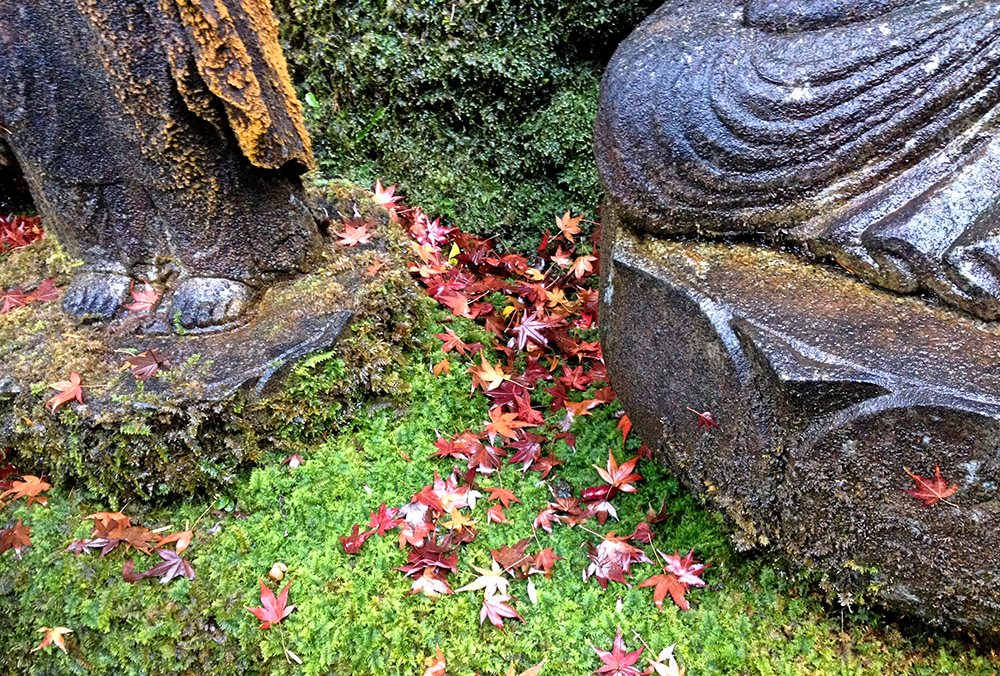 Mousse et feuilles d'érables à Mitaki