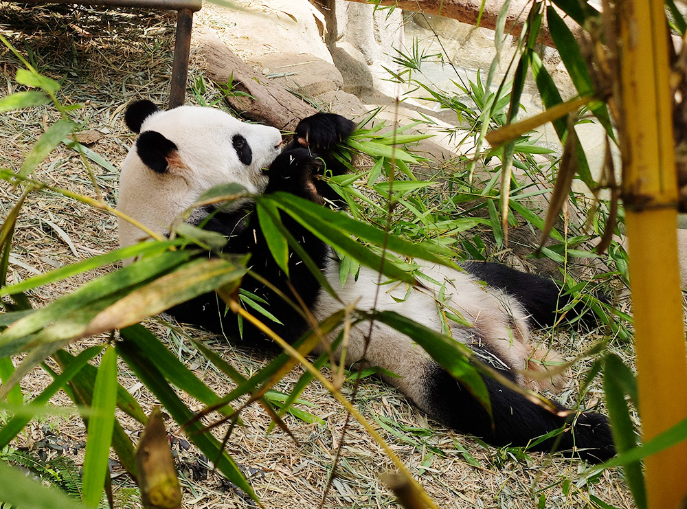 Panda, zoo de Singapour