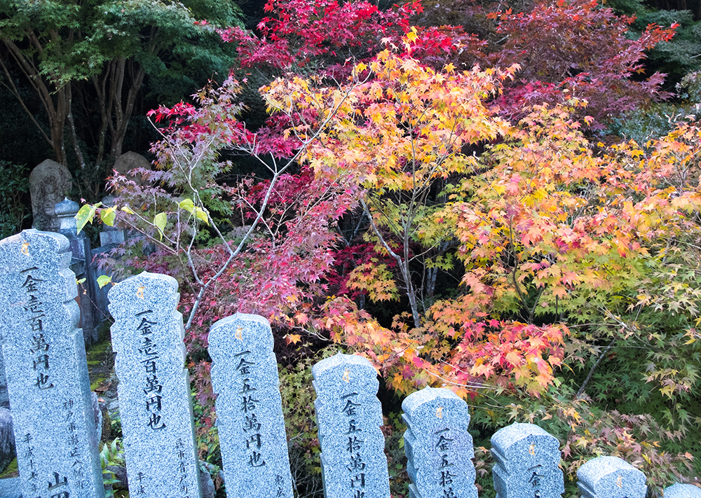 Feuilles d'érables rouge au temple Daisho-in