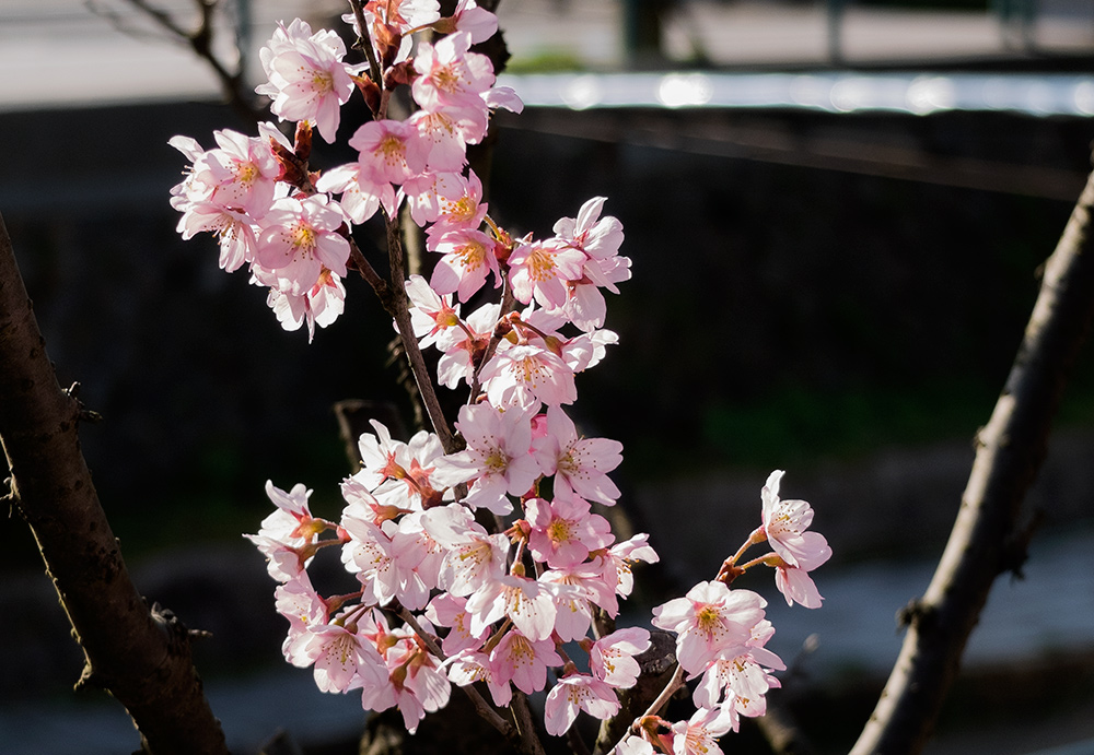 sakura, fleurs de cerisier, Japon, www.jud-hiroshima.com