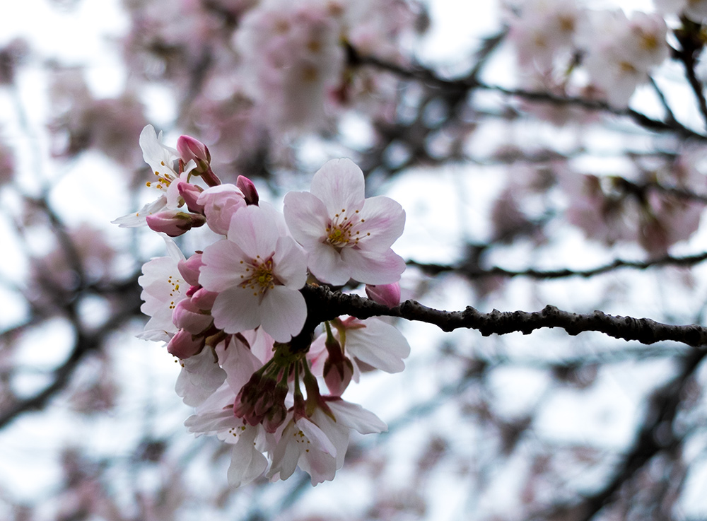 Gros plan cerisers en fleur, sakura, Japon
