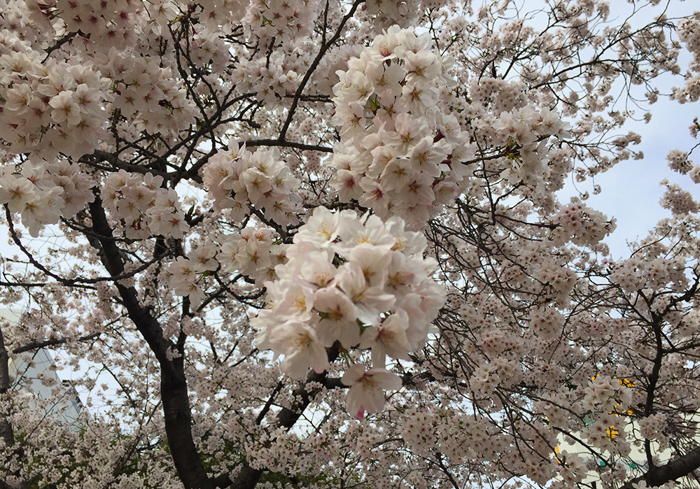 Sakura, cerisiers en fleur, Parc Fukuromachi, Hiroshima