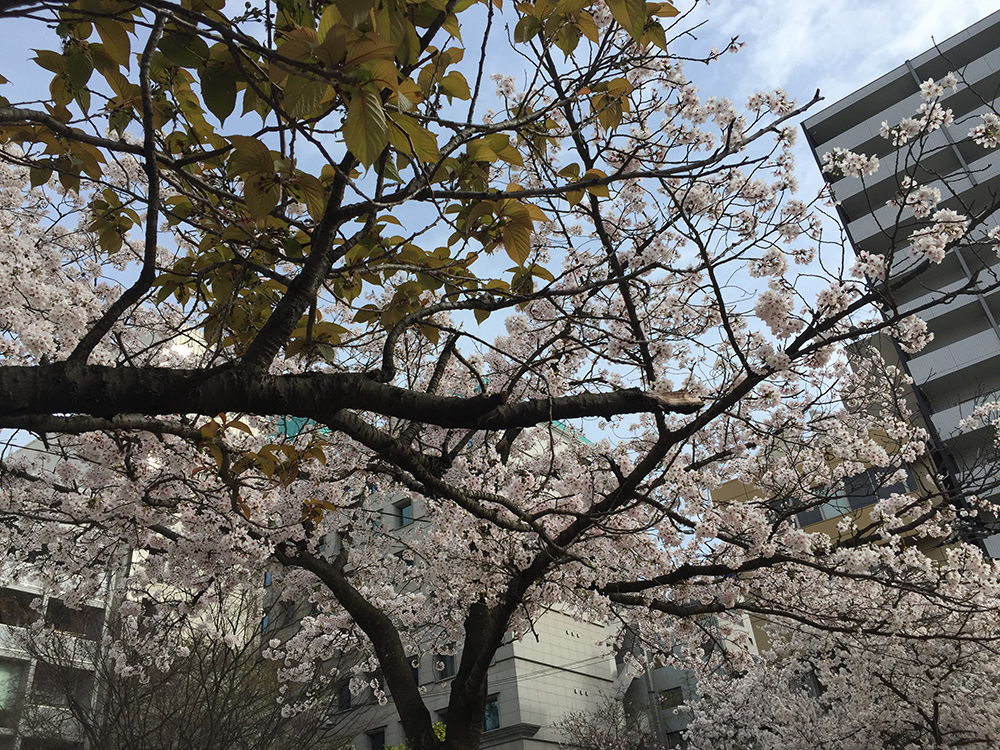 Sakura, cerisiers en fleur, Parc Fukuromachi, Hiroshima