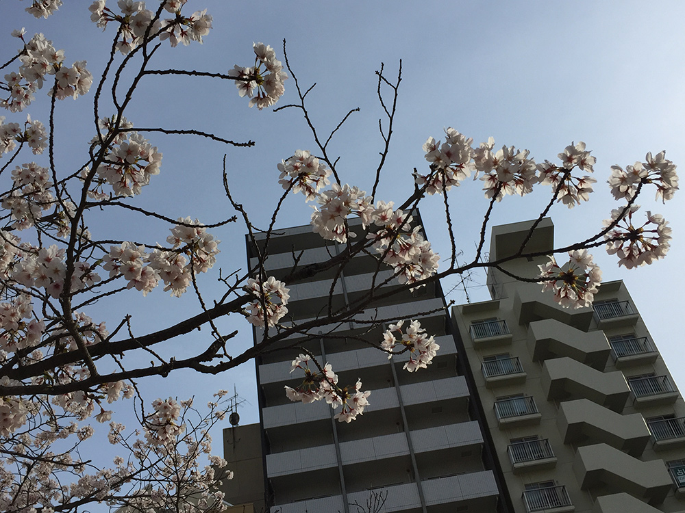 Sakura, cerisiers en fleur, Hanami, Parc Fukuromachi, Hiroshima