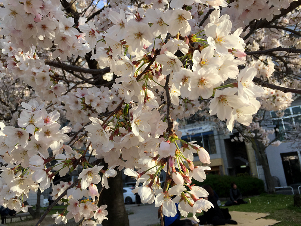 Sakura, cerisiers en fleur, Hanami, Parc Fukuromachi, Hiroshima