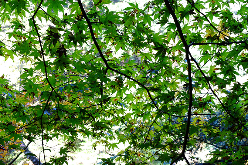 Les feuilles d'érable couleur émeraude Sandankyo