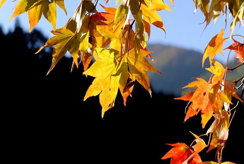 feuilles d'érable jaunes Sandankyo Japon