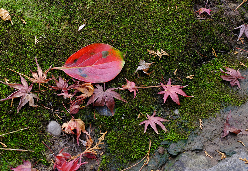 feuilles d'érable japonais et mousse