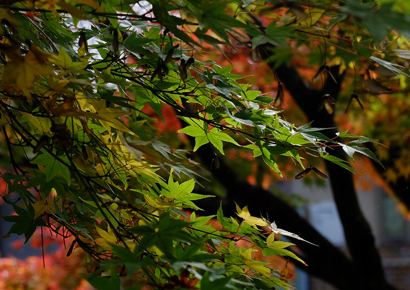 feuilles d'érable japonais