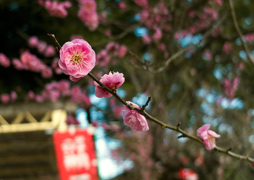 prunier rose en fleur, Hiroshima