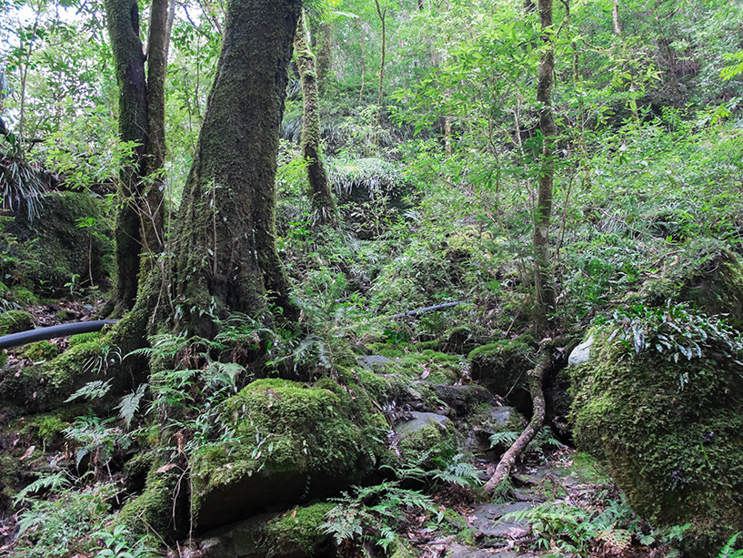 Promenade forêt, Cascades de Todoroki, Tokushima