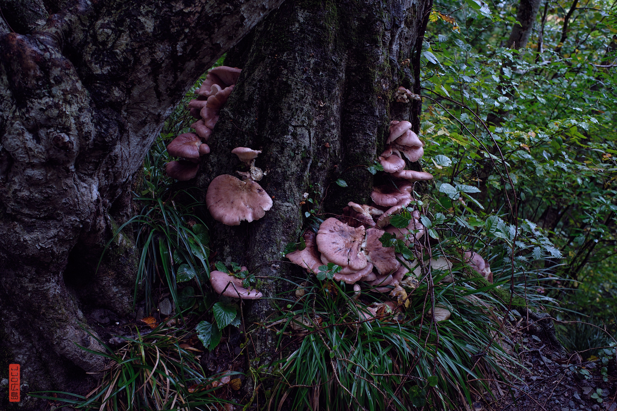 gros champignons sur la randonnée du mont Daisen, Japon