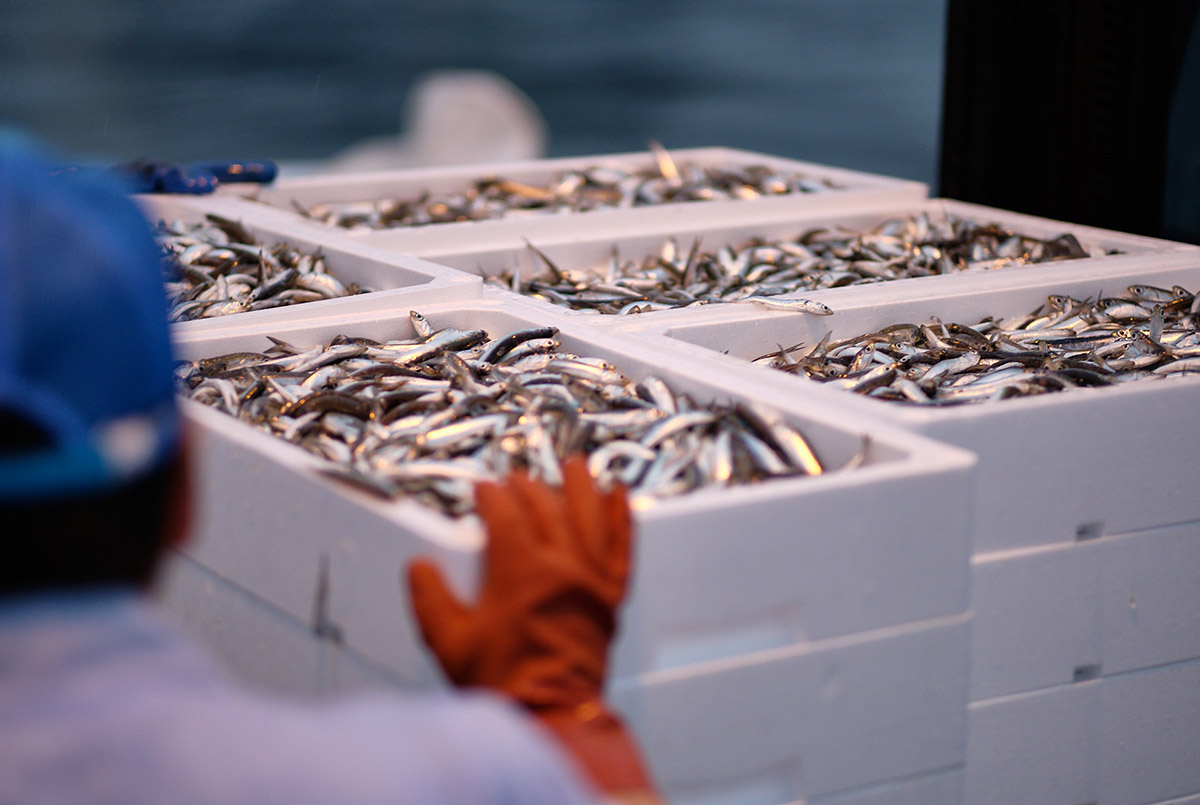 arrivage de sardines au port d'Hiroshima